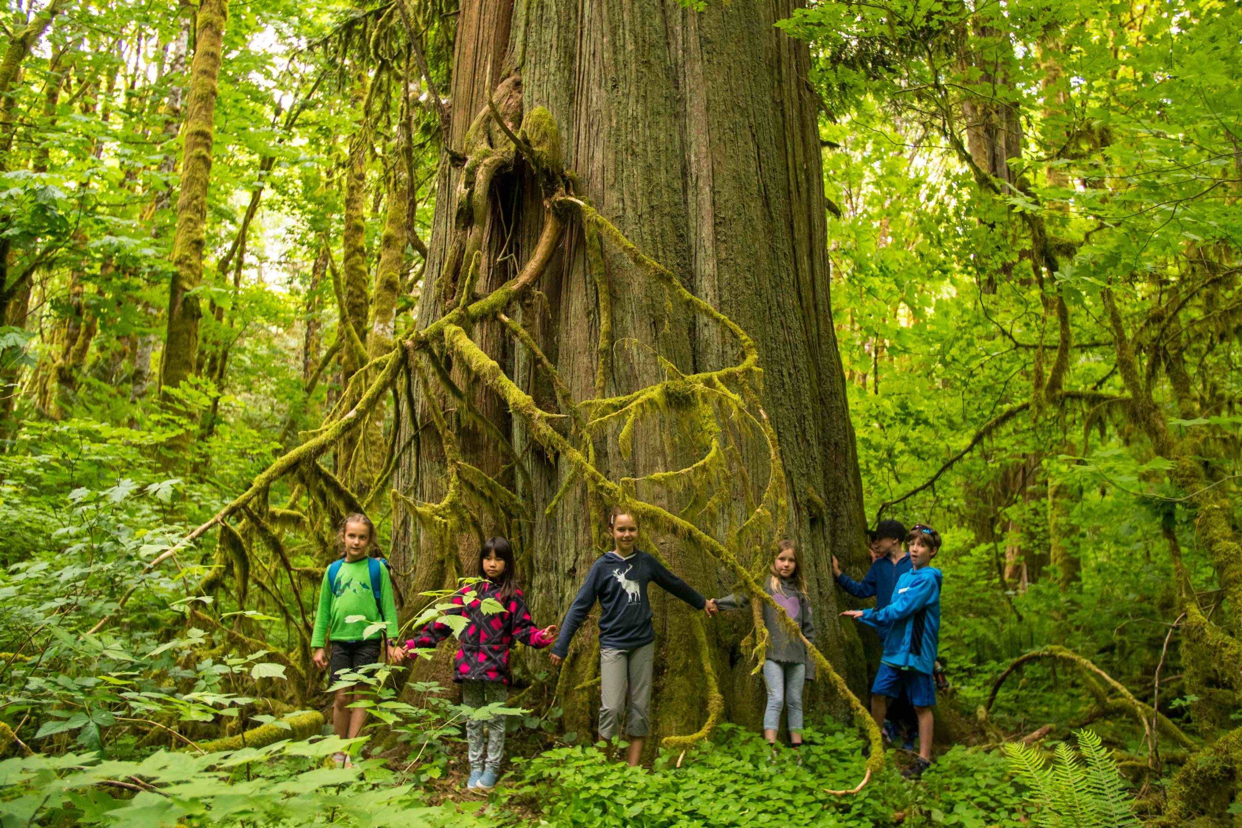 Kids holding hands around old growth tree