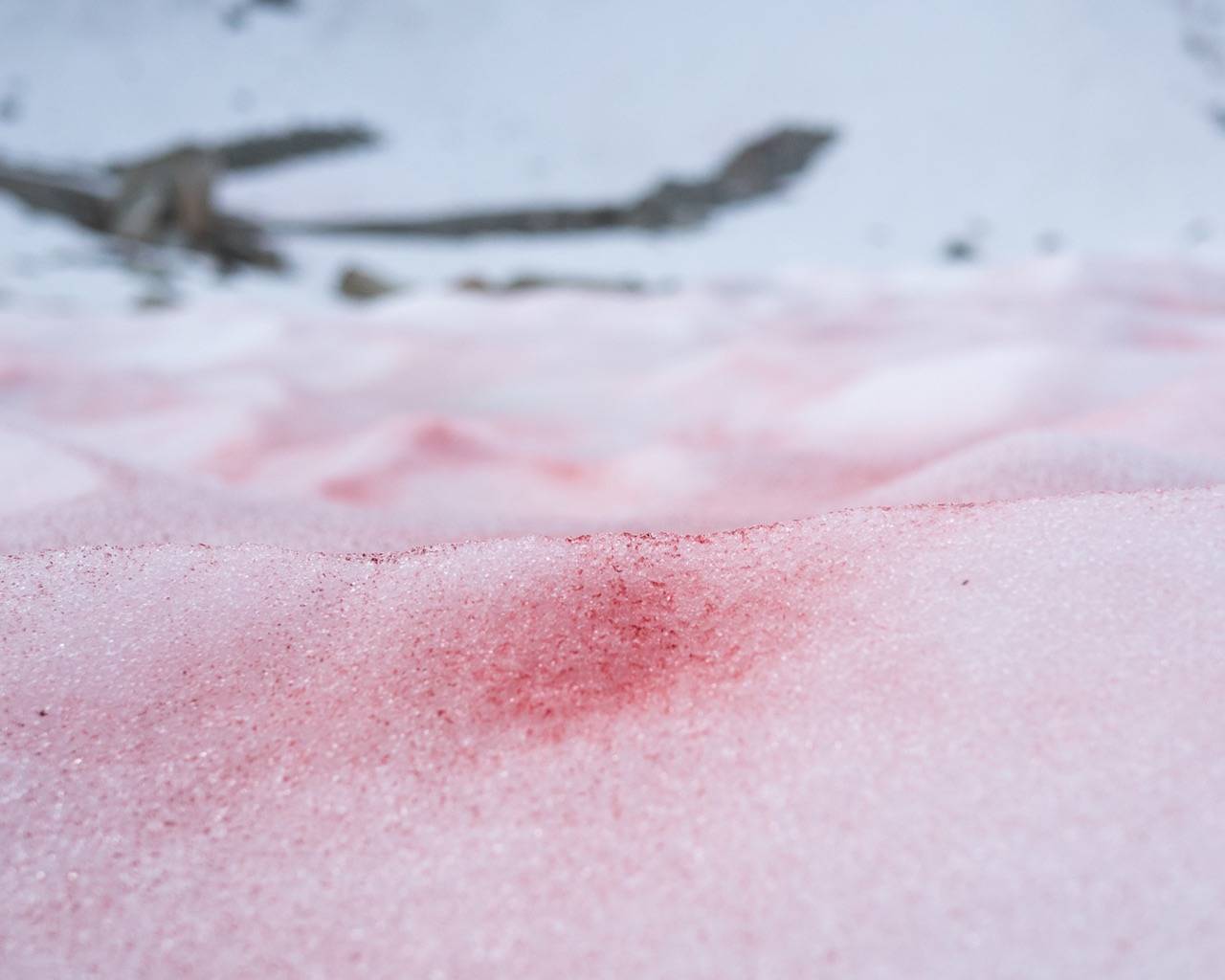 Whistler Bowl Glacier Red Snow 'Blood Snow'