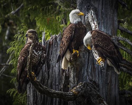 Bald Eagles Perched on tree