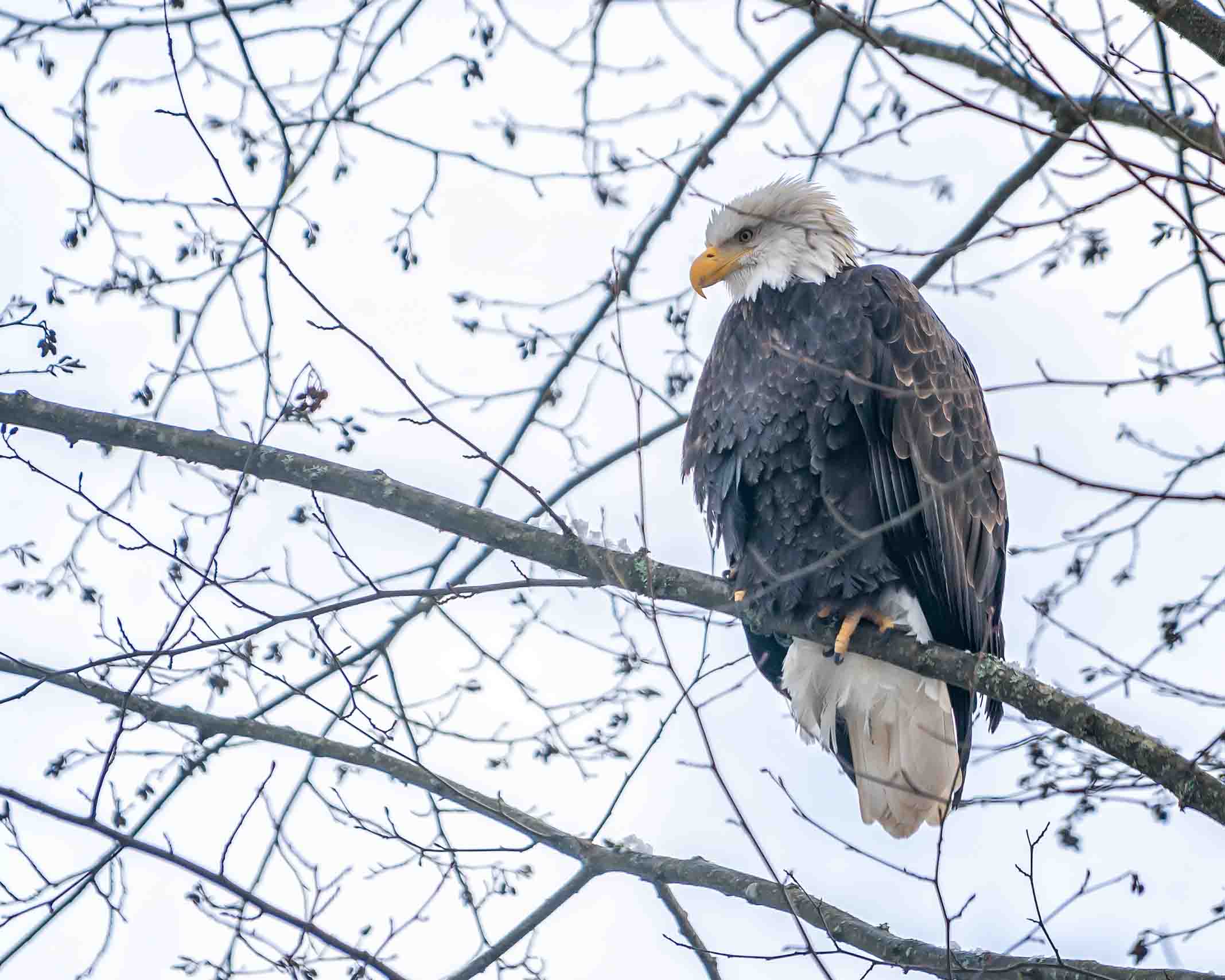Bald Eagle Perched on tree branch