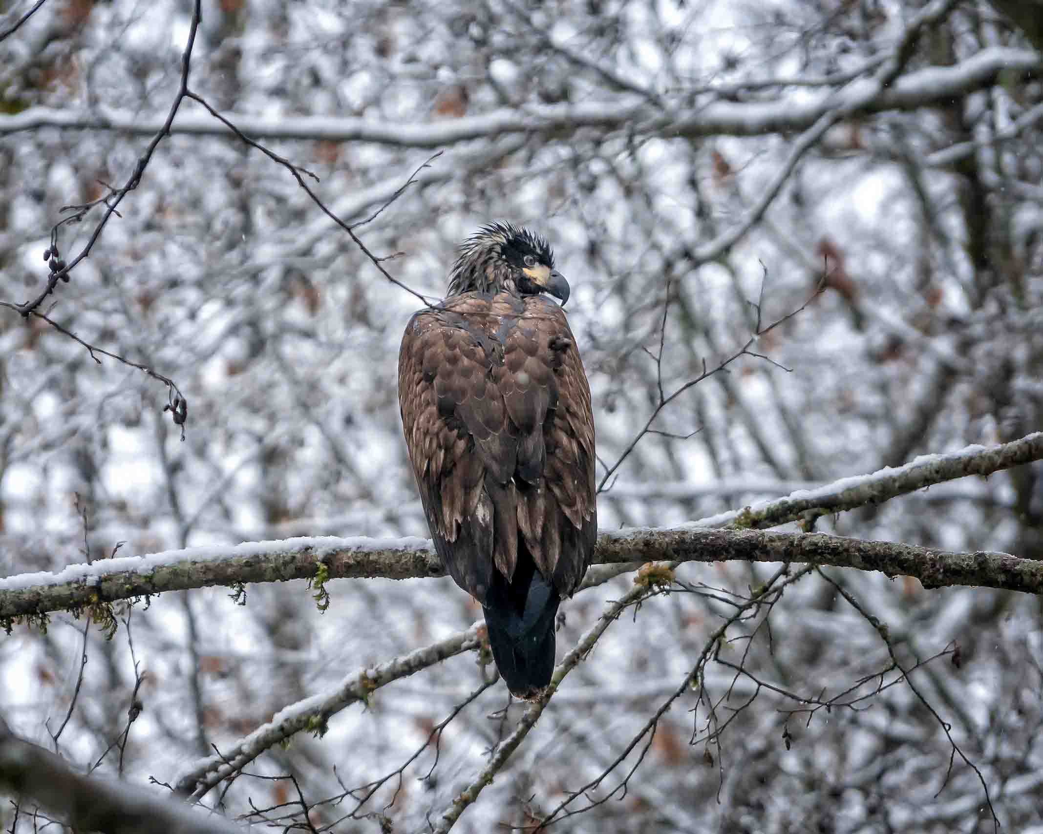 Snowy Bald Eagle