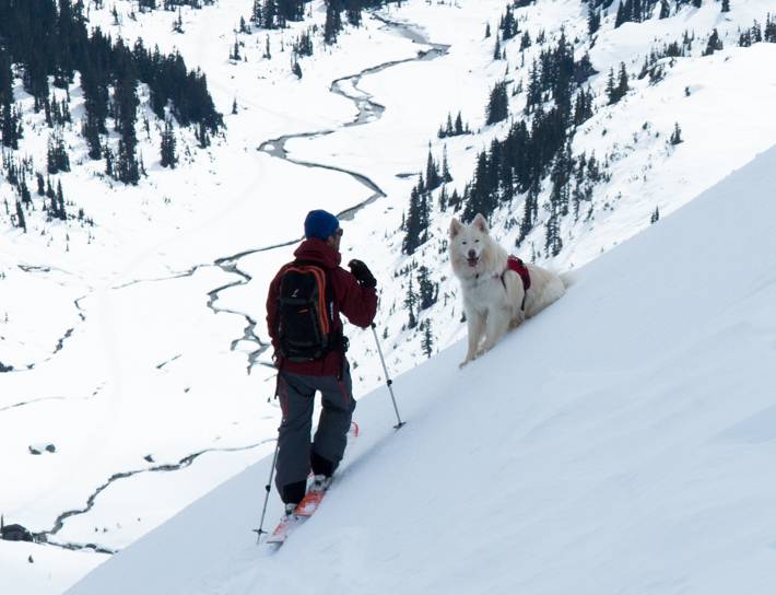 ski touring dog next to male skier