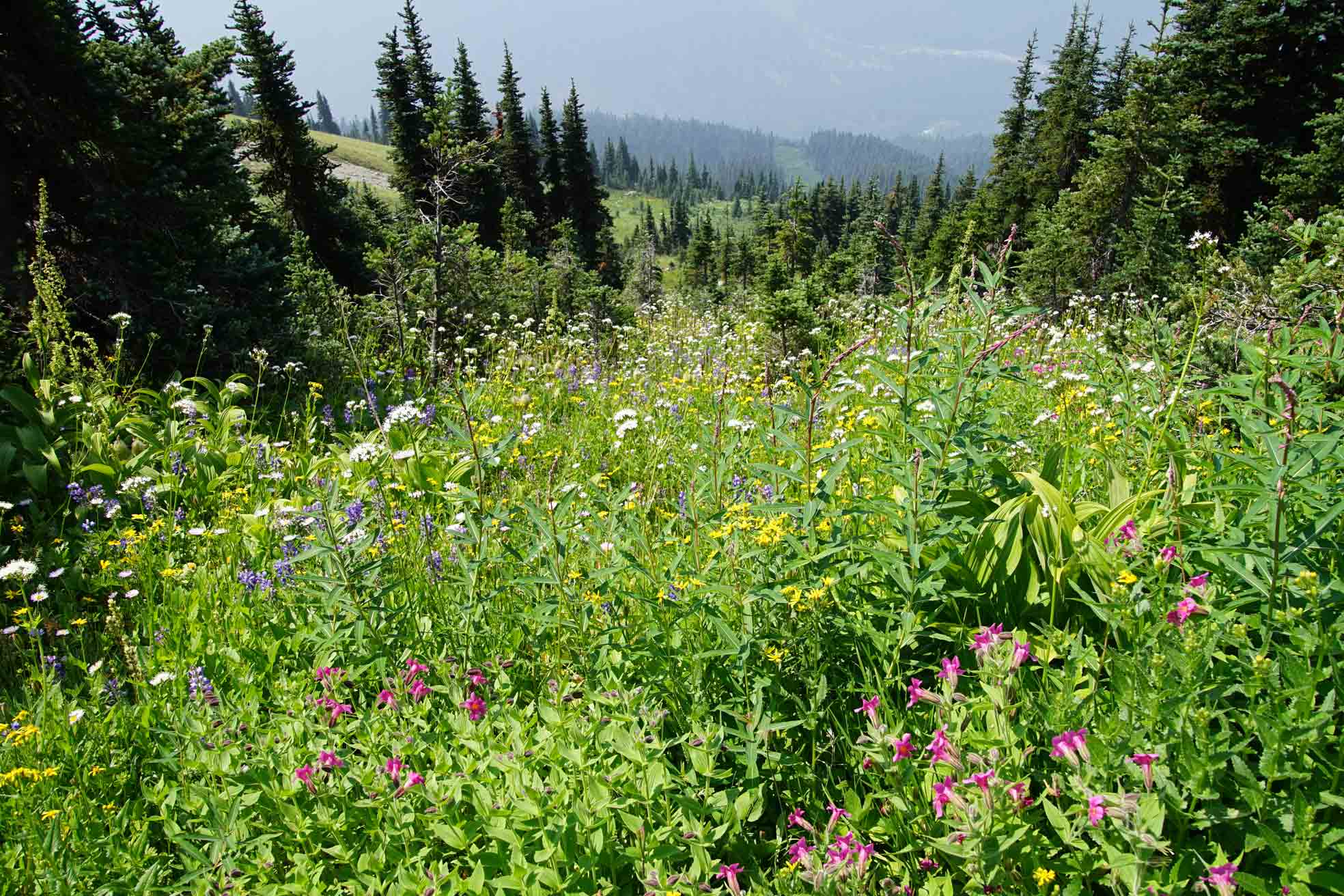 Whistler Alpine hiking flowers and forest