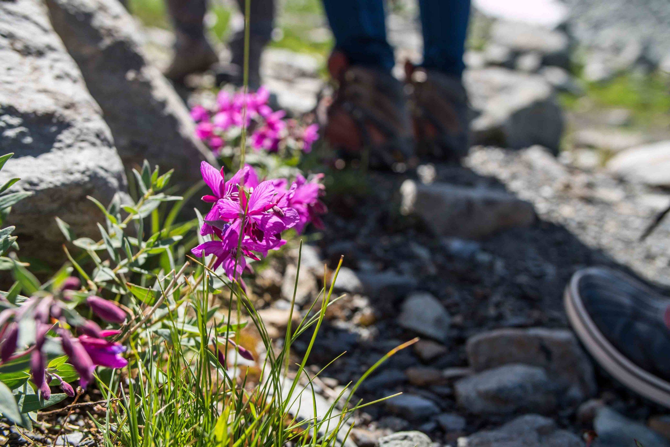 Alpine flowers hiking Whistler BC