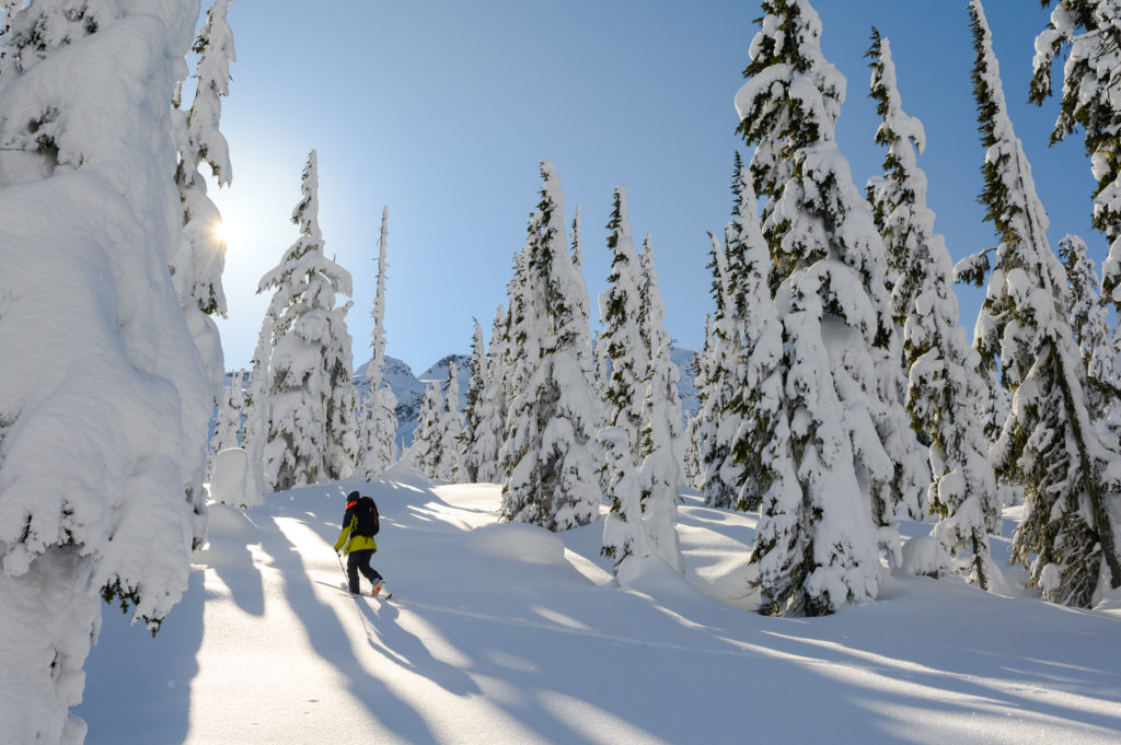 Backcountry skier walking through snowy trees